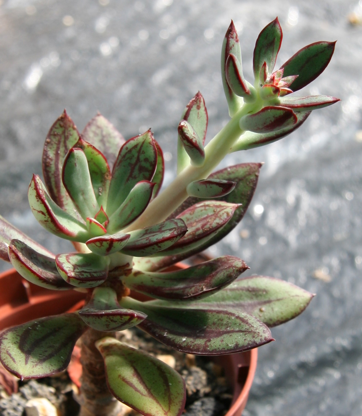 Echeveria nodulosa: Echeveria nodulosa