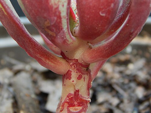 Echeveria nodulosa: flor