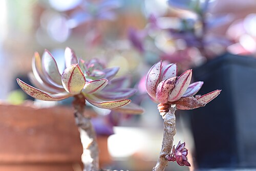 Echeveria nodulosa: Echeveria nodulosa