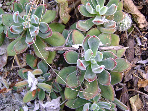 Echeveria pulvinata: West point 109, Oaxaca