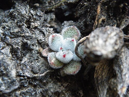 Echeveria pulvinata: West point 109, Oaxaca