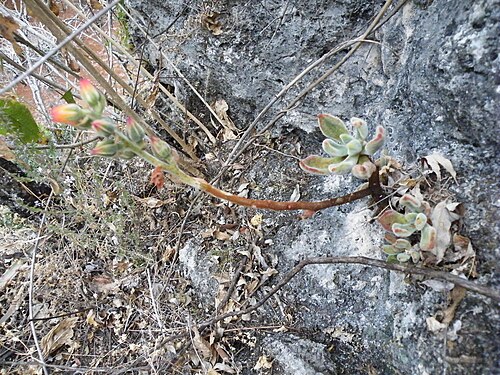 Echeveria pulvinata: West point 109, Oaxaca