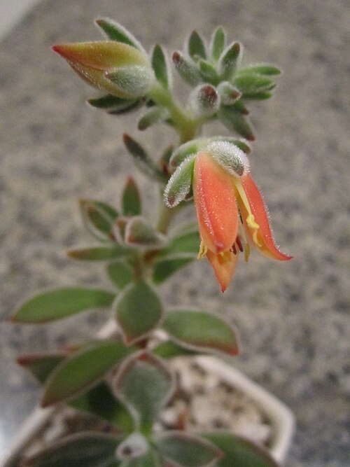 Echeveria pulvinata: Blooming Echeveria Pulvinata