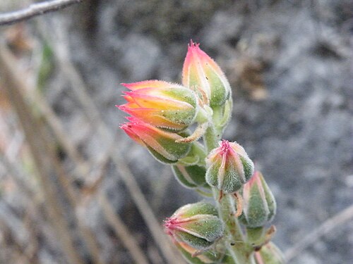 Echeveria pulvinata: West point 109, Oaxaca