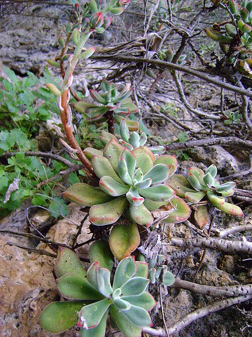 Echeveria pulvinata: West point 109, Oaxaca