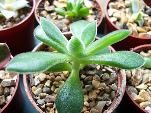 Echeveria pulvinata: Echeveria Pulvinata