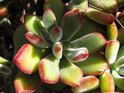 Echeveria pulvinata: This photo is from Gardenology.org and is available under CC-BY-SA 3.0 license. If you use it, please include attribution to Gardenology.org, with a link if the