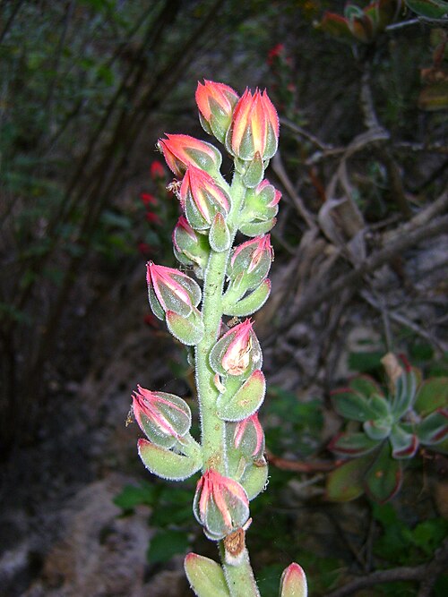 Echeveria pulvinata: West point 109, Oaxaca