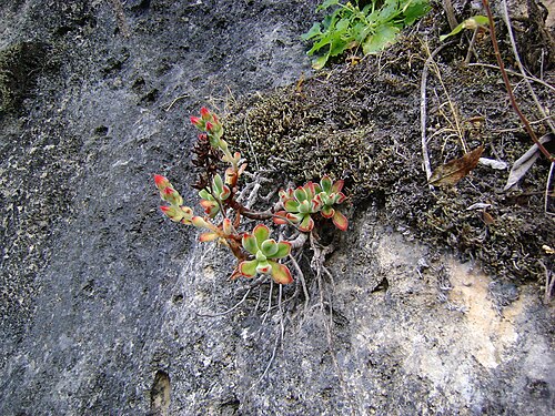 Echeveria pulvinata: West point 109, Oaxaca