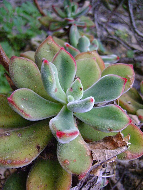 Echeveria pulvinata: West point 109, Oaxaca