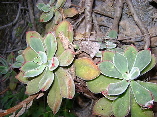 Echeveria pulvinata: West point 109, Oaxaca