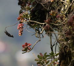 Echeveria rosea (Echeveria rosea)