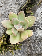 Echeveria rosea (Echeveria rosea)