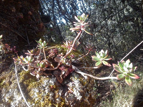 Echeveria rosea (Echeveria rosea)