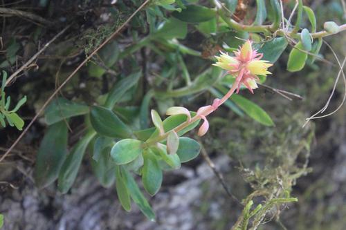 Echeveria rosea (Echeveria rosea)