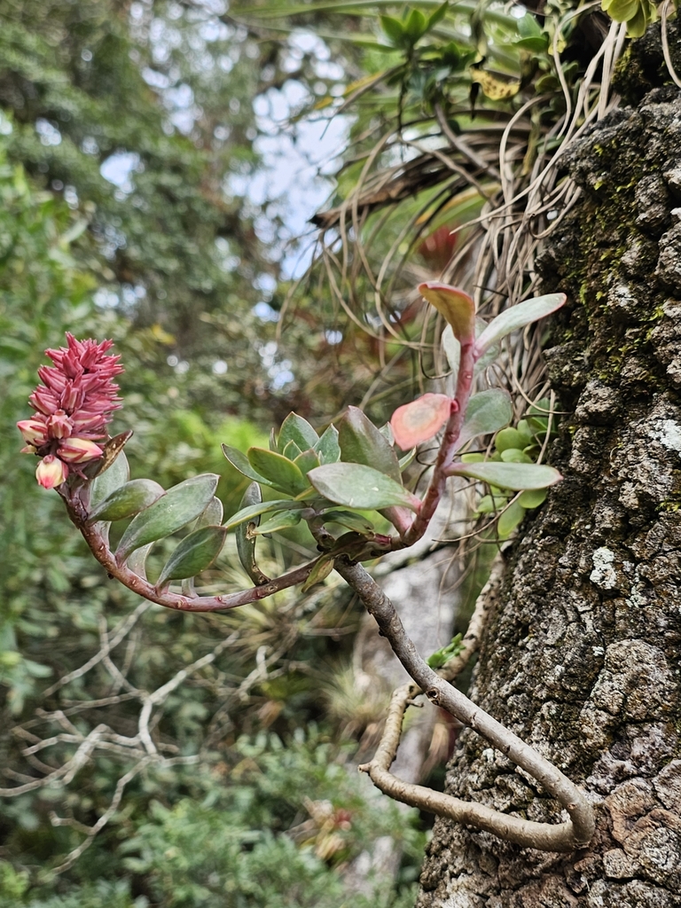 Echeveria rosea (Echeveria rosea)