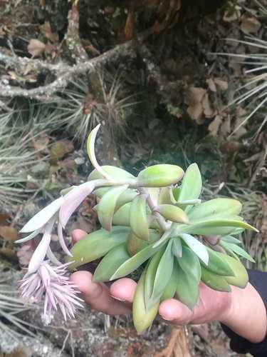Echeveria rosea (Echeveria rosea)