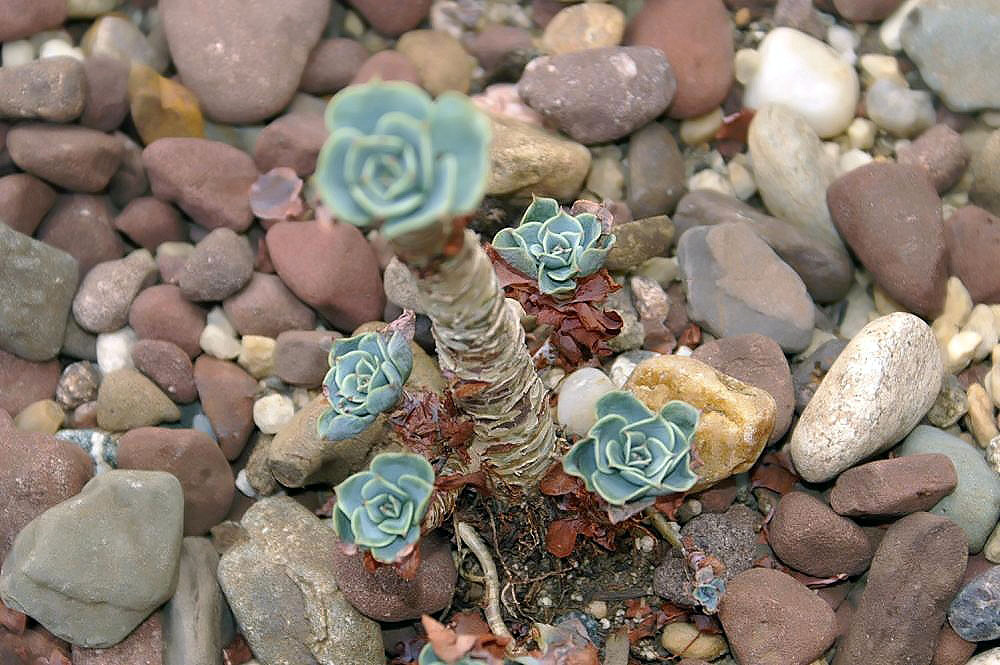 Echeveria runyonii: Location taken: Rawlings Conservatory & Botanic Gardens, Baltimore MD USA. Names: , Hen And Chick Classification: Plantae > Angiosperms > Endicots > Saxifragale