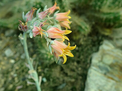 Echeveria runyonii: Echeveria runyonii , botanical garden in Berlin.