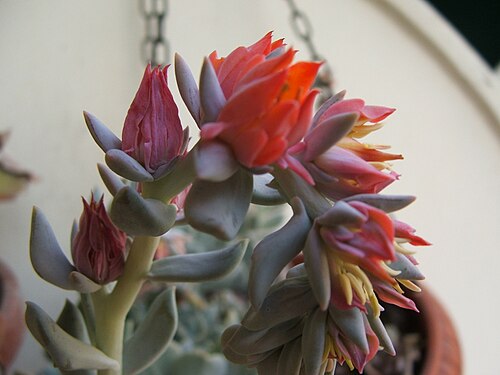 Echeveria runyonii: Echeveria runyonii "Topsy Turvy" photographed in Genoa , Italy .