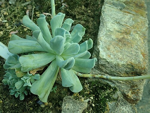 Echeveria runyonii: Echeveria runyonii , botanical garden in Berlin.