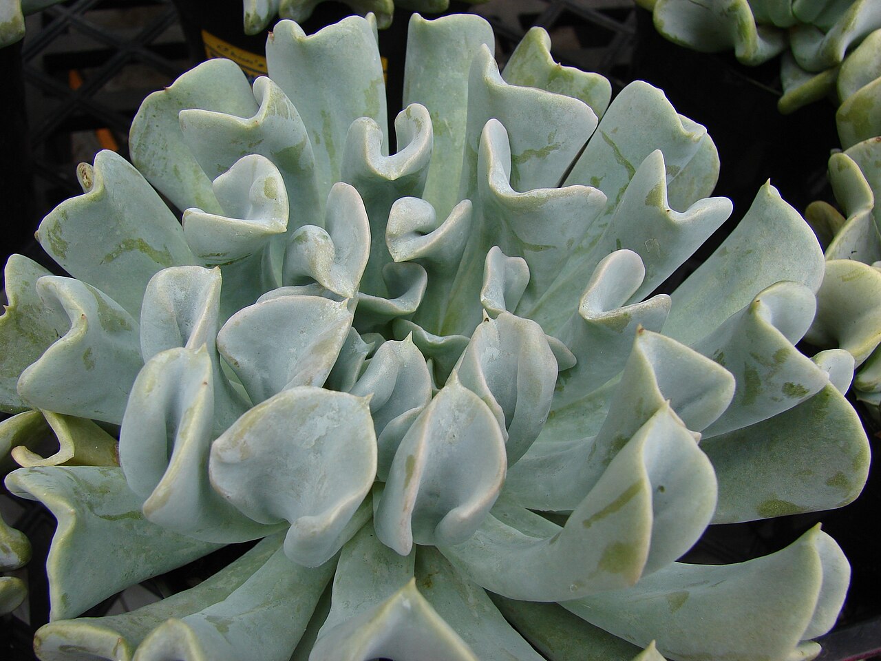 Echeveria runyonii: Echeveria runyonii 'Topsy Turvy' at the Kula Ace Hardware and Nursery in Maui , Hawaii.