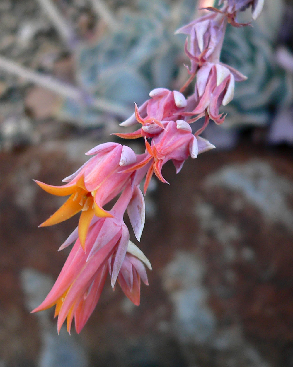Echeveria runyonii: Echeveria runyonii at the University of California Botanical Garden , Berkeley, California