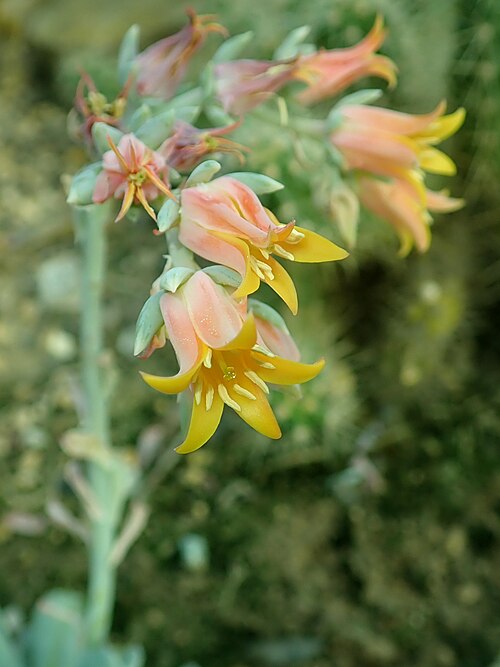 Echeveria runyonii: Echeveria runyonii , botanical garden in Berlin.