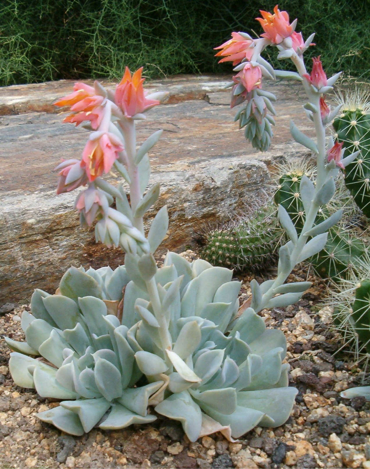 Echeveria runyonii (Echeveria runyonii)