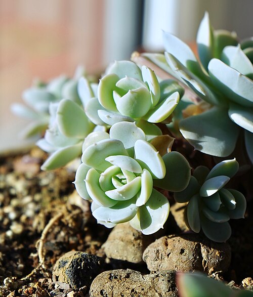 Echeveria runyonii: The offsets of a Echeveria runyonii, bought from a flower market in Beijing, China and kept in an enclosed balcony. This picture was taken in winter.