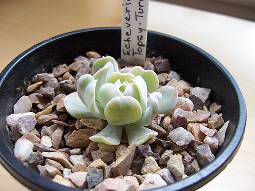 Echeveria runyonii: Echeveria Runyonii Topsy Turvy