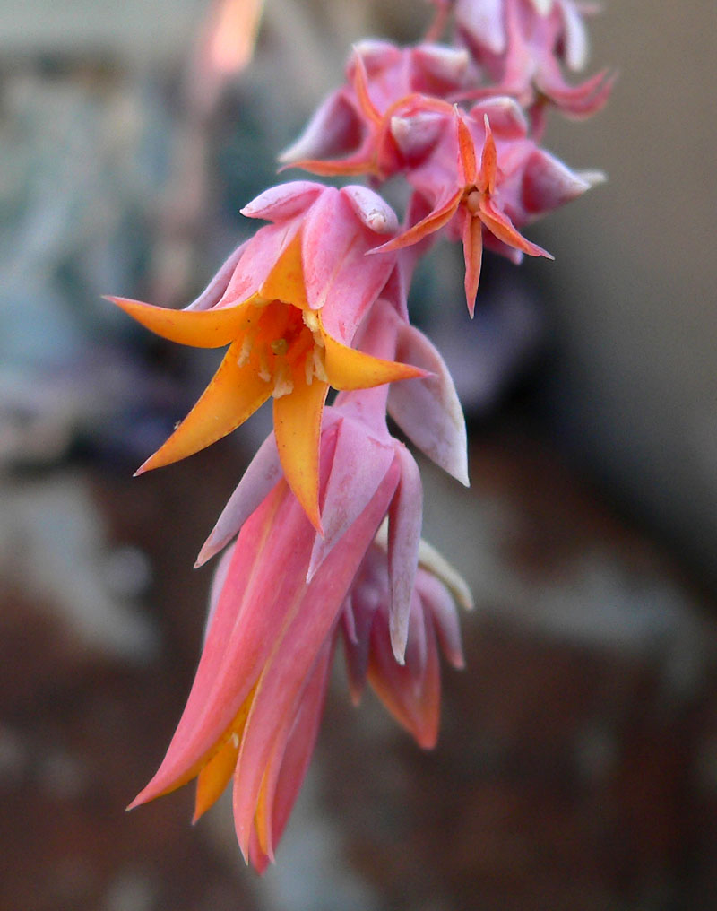 Echeveria runyonii: Echeveria runyonii at the University of California Botanical Garden , Berkeley, California