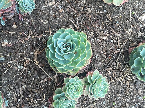 Blue echeveria: Echeveria Secunda var. Glauca in the UBC Botanical Garden