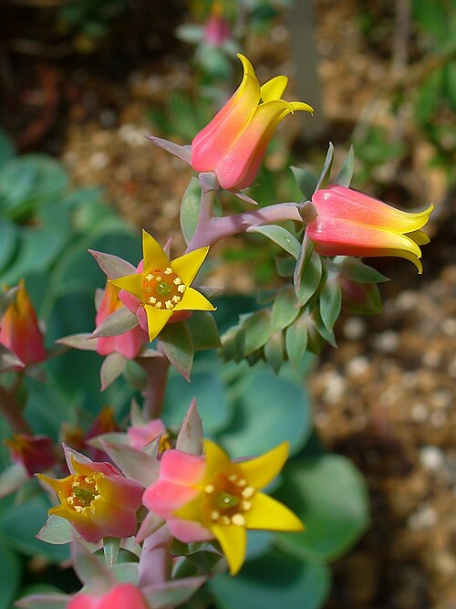 Blue echeveria: Inflorescence; Botanical Garden KIT, Karlsruhe, Germany.