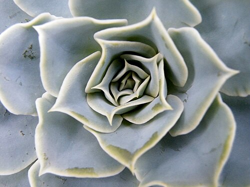 Blue echeveria: Echeveria is a large genus of flowering plants in the Crassulaceae family, native to semi-desert areas of Central America, Mexico and northwestern South America