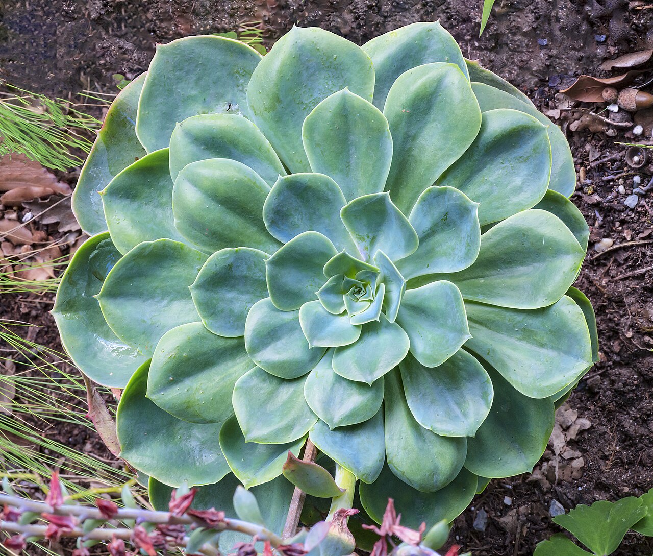 Blue echeveria: Echeveria secunda - Leaves