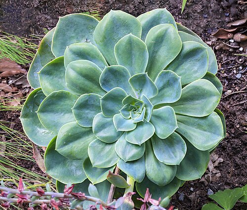 Blue echeveria: Echeveria secunda - Leaves
