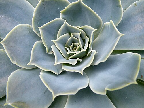Blue echeveria: Echeveria is a large genus of flowering plants in the Crassulaceae family, native to semi-desert areas of Central America, Mexico and northwestern South America