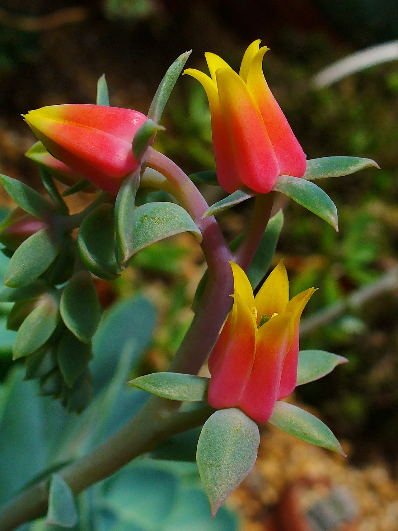 Blue echeveria: Inflorescence; Botanical Garden KIT, Karlsruhe, Germany.