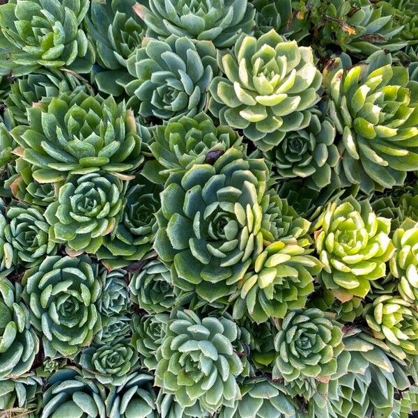 Blue echeveria (Echeveria secunda)