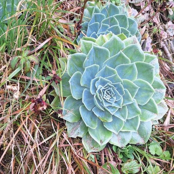 Blue echeveria (Echeveria secunda)