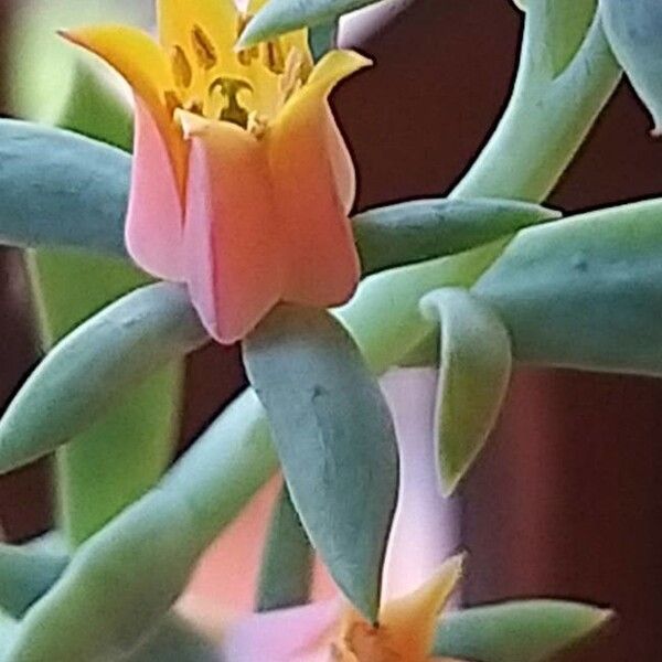Blue echeveria (Echeveria secunda)