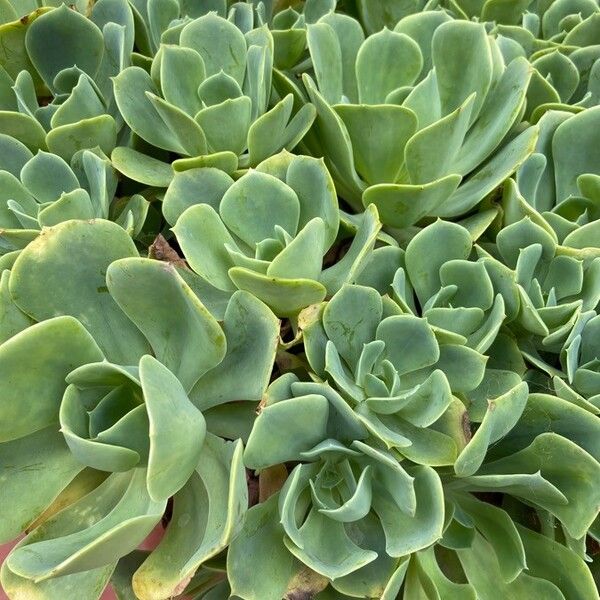 Blue echeveria (Echeveria secunda)