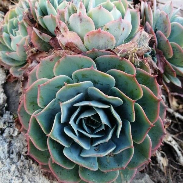 Blue echeveria (Echeveria secunda)