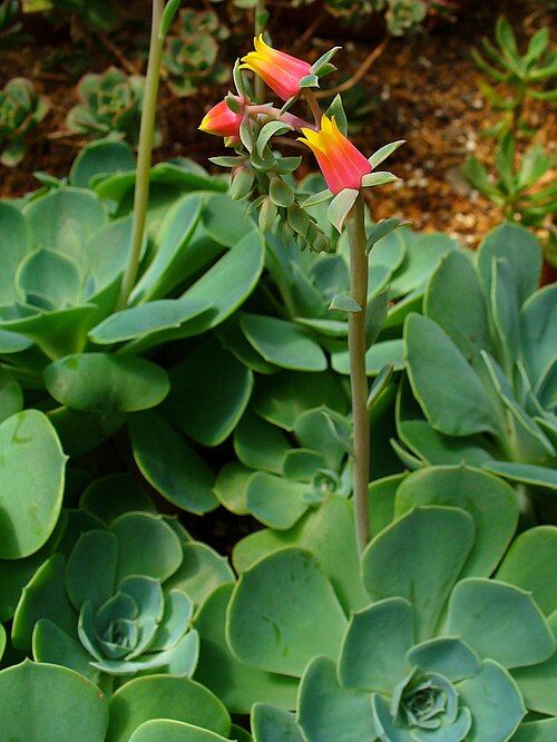 Blue echeveria: Habitus; Botanical Garden KIT, Karlsruhe, Germany.