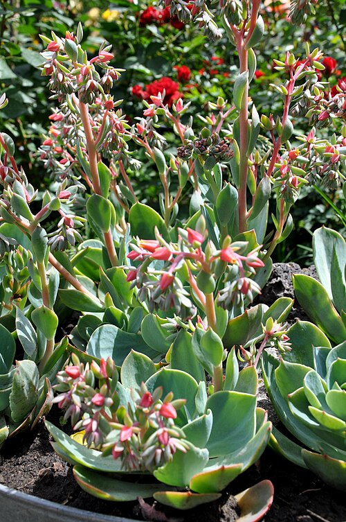 Echeveria setosa: Taken in Jerusalem