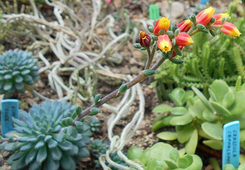 Echeveria setosa: Echeveria rundelli , Ogród Botaniczny UMCS, Lublin, Polska.