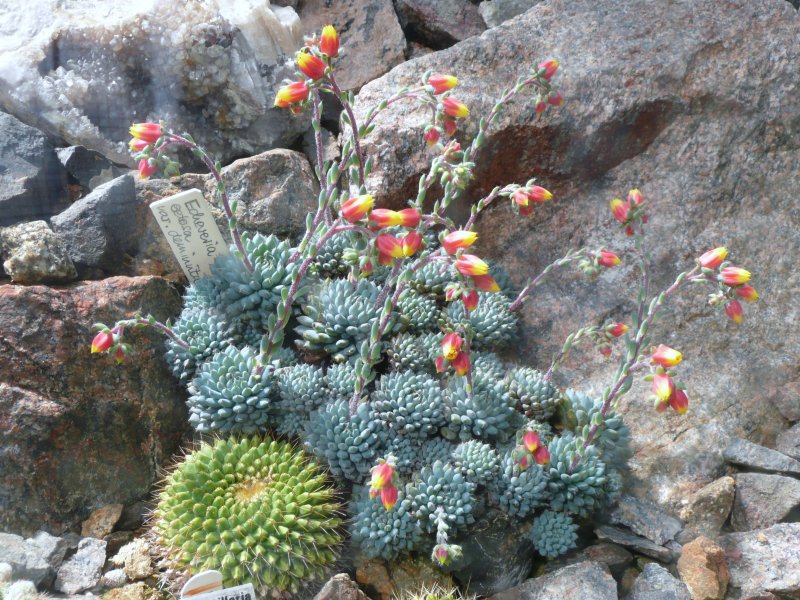 Echeveria setosa: Botanischer Garten Erlangen, 2008