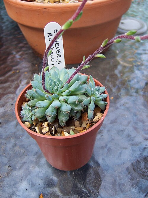 Echeveria setosa: Echeveria Rundalli