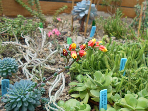 Echeveria setosa: Echeveria rundelli , Ogród Botaniczny UMCS, Lublin, Polska.